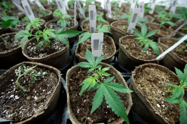 Marijuana plants grow in Massachusetts, which recently legalized cannabis
